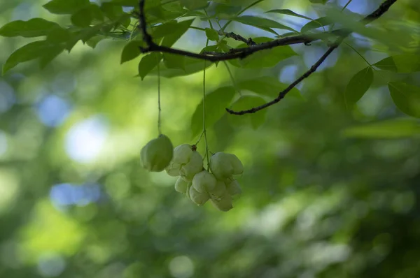 Staphylea Emodi Árvore Ornamental Com Frutas Verdes Penduradas Galhos Folhas — Fotografia de Stock