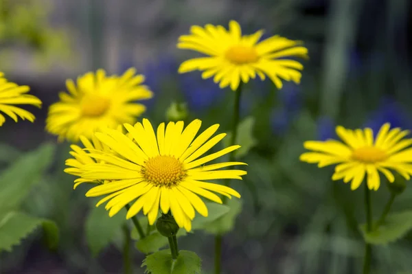Doronicum Orientaliska Gula Blommor Blom Prydnad Vacker Blommande Växt Våren — Stockfoto