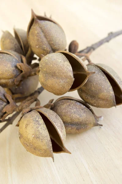 Prinzenbaum Fingerhut Kaiserbaum Kiri Paulownia Tomentosa Frucht Eiförmige Kapseln Mit — Stockfoto