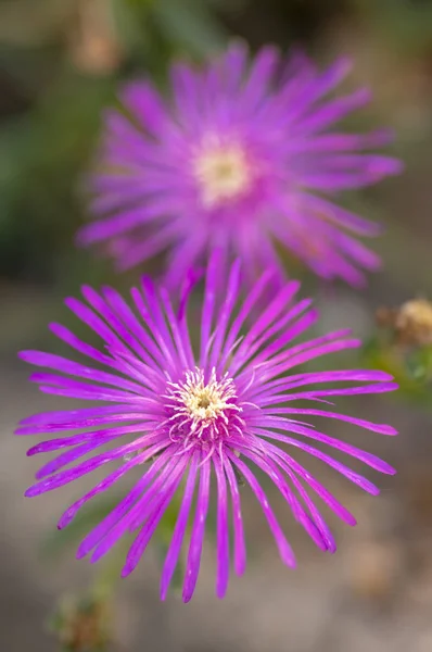 Delosperma Cooperi Malé Plíživé Růžová Fialová Violet Kvetoucí Rostlina Květiny — Stock fotografie