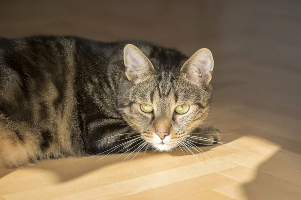 Marble cat relaxing on wooden floor, beautiful lime eyes, eye contact