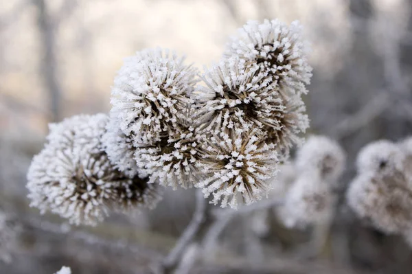 Arctium lappa seeds head covered with white rime, frosty winter weather