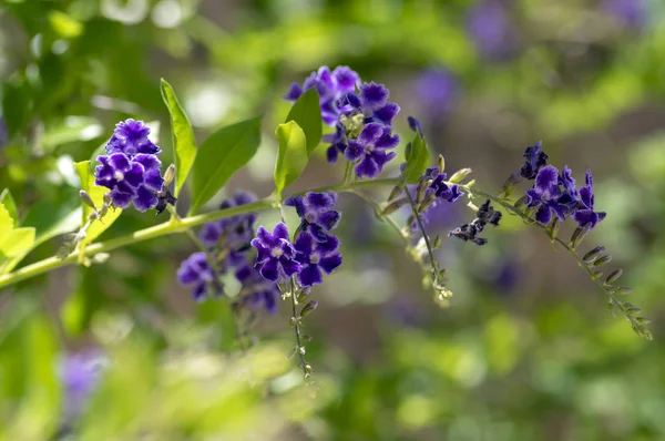Duranta Erecta Violet Purple Flowering Plant Group Flowers Shrub Branches — Stock Photo, Image