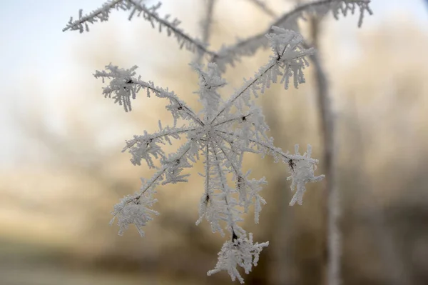 Chaerophyllum Temulum Grober Kerbel Getrocknete Blüte Mit Reif Bedeckt Frostiger — Stockfoto