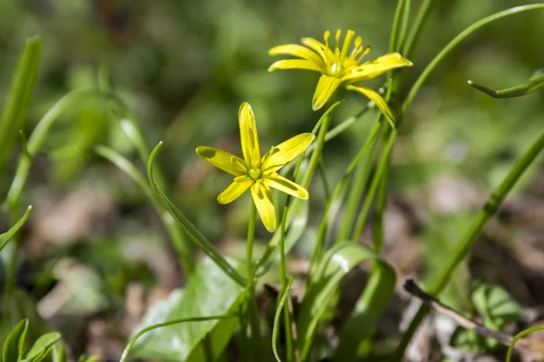 Gagea Pratensis Flor Silvestre Primavera Estrella Amarilla Belén Flor — Foto de Stock