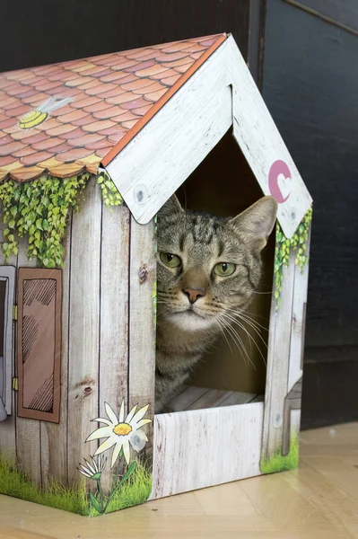Male marble cat with clever stern and serious expression on his face, eye contact, hidden in his color romantic cardboard house, lime eyes