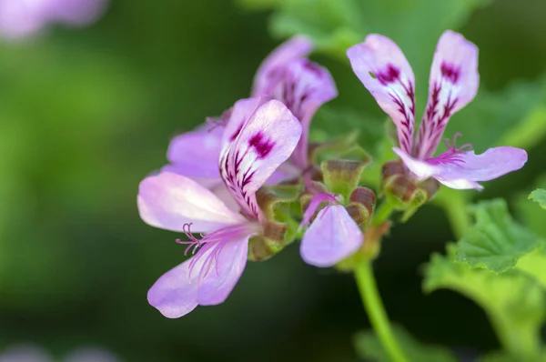 Pelargonium quercifolium violet pink purple flowers in bloom, ornamental balcony flowering plant in sunlight, green leaves