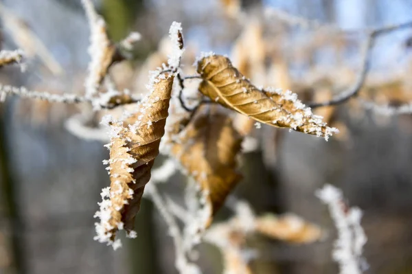 Romantische Weiße Frostige Sahnehäubchen Auf Zweigen Und Blättern — Stockfoto