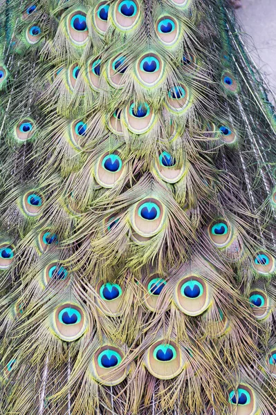 Pawie Pióra Proste Tło Magic Oczy — Zdjęcie stockowe