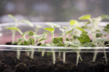 Pencere, Physalis peruviana küçük genç bitkiler üzerinde şeffaf plastik tencere numaralı seribaşı bitkiler