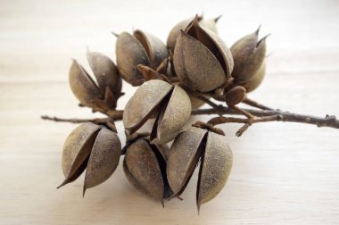 princesstree, foxglove, İmparatoriçe ağaç, kiri, paulownia tomentosa meyve, yumurta şeklinde Kapsüller tohumu, dekoratif, kahverengi ile