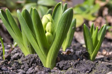 Mavi Sümbül bitkiler, çiçek tomurcukları ile soğanlı bahar çiçekleri ve yaprakları