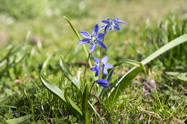 一丛丛的麝香 早春的蓝花盛开在花园的床上 — 图库照片