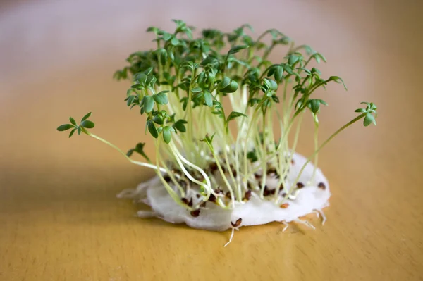 Verse Lepidium Sativum Groeien Gezicht Wattenstaafje Licht Ontdaan Tabel Ziet — Stockfoto