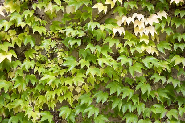 Frühling Hintergrund Mit Viktoria Schlingpflanze Fünfblättrige Efeublätter Kriechen Auf Weiße — Stockfoto