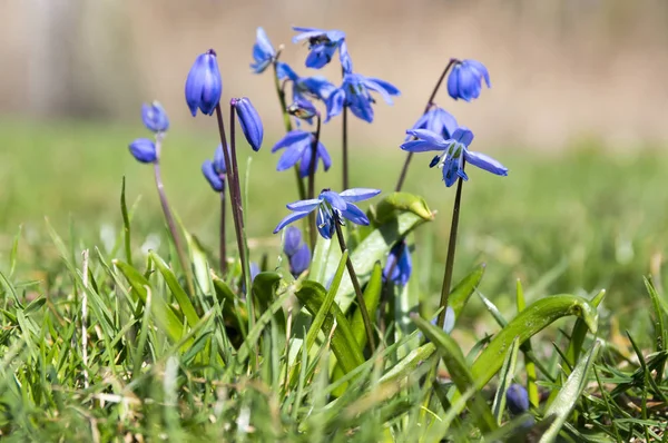 一丛丛的麝香 早春的蓝花盛开在花园的床上 — 图库照片