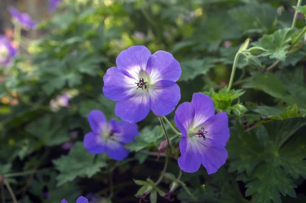 Kraniche Gruppe Von Blumen Geranien Rozanne Der Blüte Grüne Blätter — Stockfoto