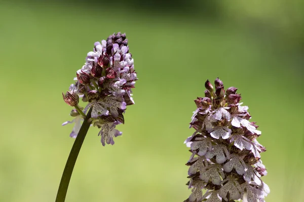 Orchis Purpurea Flor Floreciendo Hermosa Orquídea Salvaje Púrpura Prado Durante — Foto de Stock