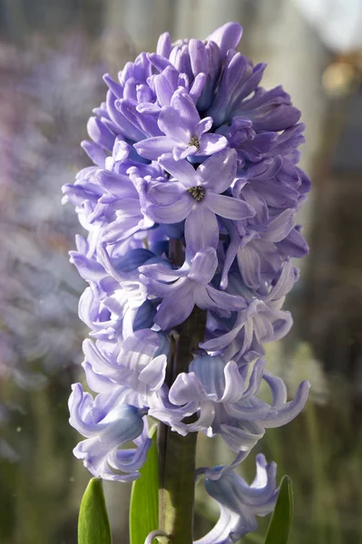 Blaue Hyazinthenpflanzen Zwiebelblüten Mit Knospen Und Blättern — Stockfoto