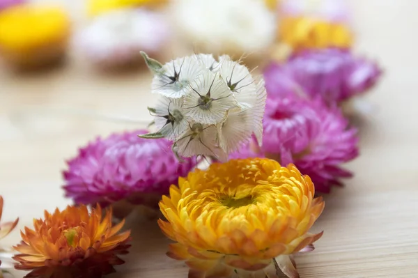 Çiçek arka plan, Xerochrysum bracteatum, altın sonsuz, strawflower Kuru çiçekler, Scabiosa stellata, Hanımeli, starflower pincushions ahşap masa süs kurutulmuş çiçek