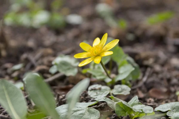 Ficaria Verna Flor Hermosa Flor Primavera Flor — Foto de Stock