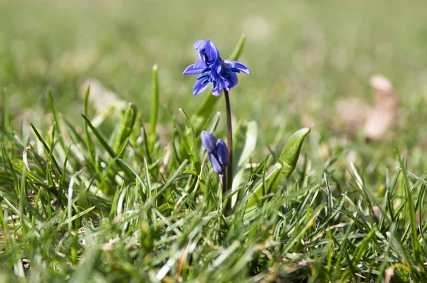 Scilla Siberica Principios Primavera Flores Azules Flor Cama Jardín — Foto de Stock