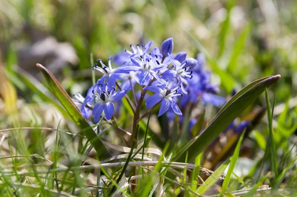 Scilla Bifolia Flores Azules Flor Flor Bulbosa Dos Hojas — Foto de Stock