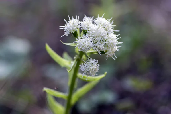Petasites Albus Springtime Forest Herb Perennial Rhizomatous Plant Flowering Group — Stock Photo, Image
