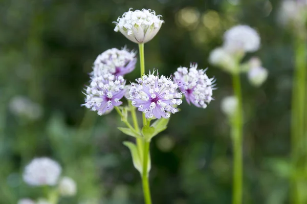 Astrantia Major Gran Hierba Maestra Flor Plantas Con Flores Herbáceas —  Fotos de Stock