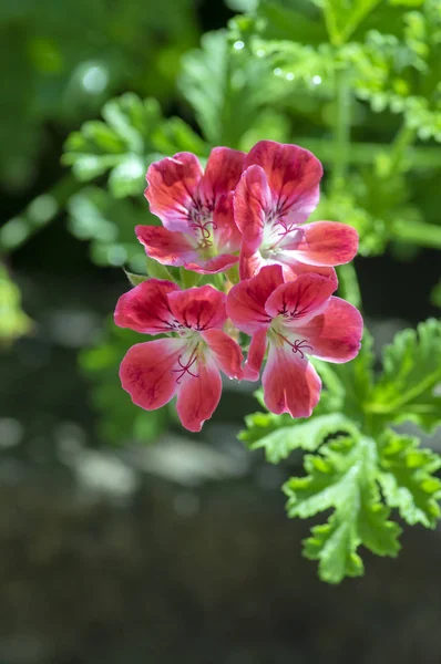 Pelargonium Scabrum Violet Flowers Bloom Ornamental Flowering Plant Beautiful Flowers — стоковое фото