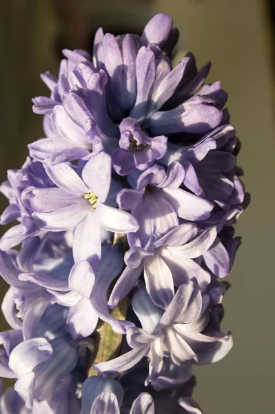 Plantas Hyacinthus Azuis Flores Bulbosas Mola Flor Com Buds Folhas — Fotografia de Stock