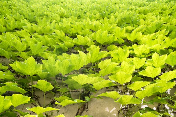 Spring Background Victoria Creeper Five Leaved Ivy Leaves Creeping White — Stock Photo, Image