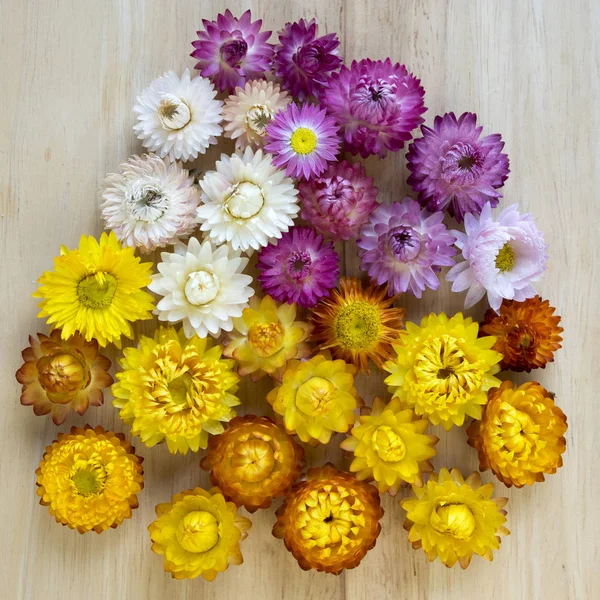 Tło Kwiat Kocanki Ogrodowe Golden Strawflower Wieczne Suche Kwiaty — Zdjęcie stockowe