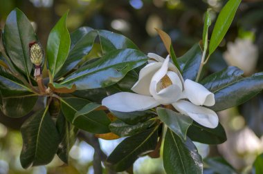 Magnolia grandiflora beyaz çiçekli süs güzel ağaç bloom, inanılmaz büyük çiçekler dallar, yeşil parlak yaprakları