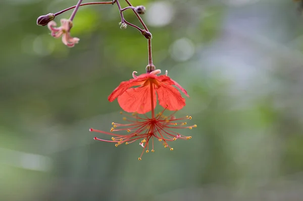 Hibiscus Grandidieri Tropical Red Flowering Plant Beautiful Flowers Bloom Also — Stock Photo, Image
