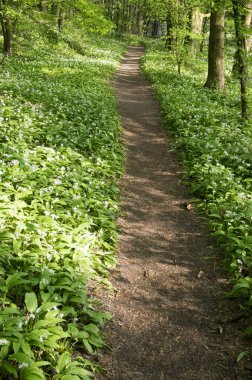Nemosicka stran, gürgen ormanı - sihirli doğa yer vahşi ayı sarmısak tam bahar süre boyunca ilginç
