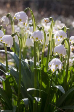 Göl vernum çiçekler, çayır, Grup çiçekli bitkiler üzerinde erken bahar kar taneleri