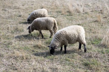Suffolk koyun otlatma mera üzerinde göz teması