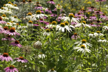 Echinacea purpurea, çiçek, coneflowers alan Doğu mor coneflower