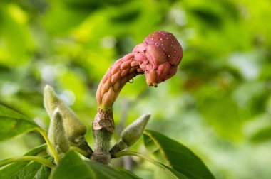 Manolya soulangeana, sihirli turuncu sonbahar tohum