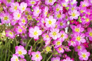 Küçük pembe Saxifraga bryoides demet