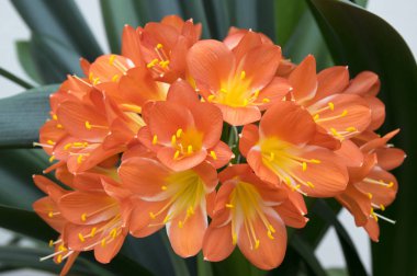 Clivia miniata, Natal lily, bush lily, Güney Afrika'da bir kabile lily çiçek