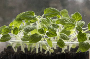 Pencere, Physalis peruviana küçük genç bitkiler üzerinde şeffaf plastik tencere numaralı seribaşı bitkiler