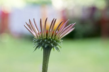 Echinacea purpurea, Doğu mor coneflower çiçek