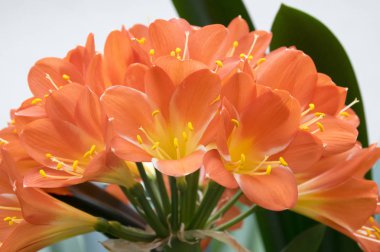 Clivia miniata, Natal lily, bush lily, Güney Afrika'da bir kabile lily çiçek