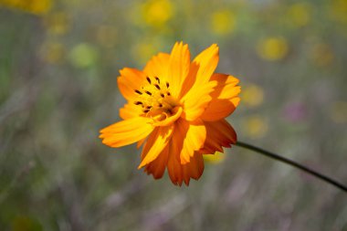 Cosmos mantarı, kükürt Cosmos, çiçek sarı Cosmos