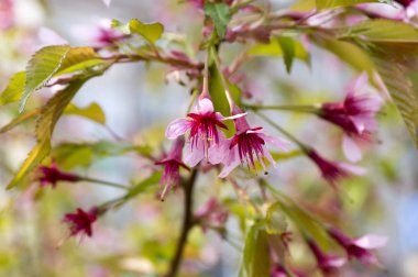 Bahar ağacı prunus campanulata okame çiçek