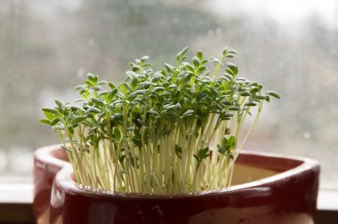 Taze lepidium sativum kırmızı kalp şeklinde pot penceresinde, yüz pamuk bez üzerinde büyüyen küçük tropik ada, lezzetli ve sağlıklı yenilebilir bitki gibi görünüyor