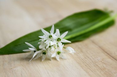 Ahşap masa, allium ursinum, yenilebilir sağlıklı ve lezzetli ot mutfakta yabani sarımsak