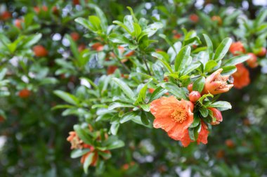 Punica granatum, pomegranate tree in bloom clipart